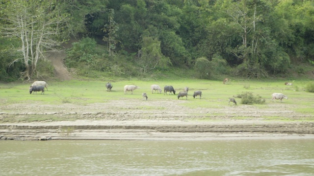 泰国清莱，从船上看到的在河边放牧的牛视频下载
