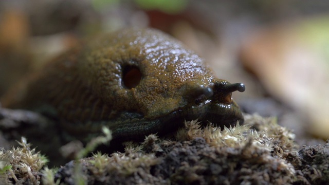 德国施泰格瓦尔德森林里的小植物上的蛞蝓的特写镜头视频下载