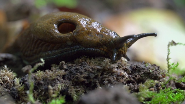 德国施泰格瓦尔德森林里的微小植物上的软体动物的特写镜头视频下载