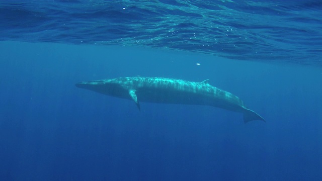 在斯里兰卡印度洋的蓝色海水中，布莱德鲸在水面附近游动。视频素材