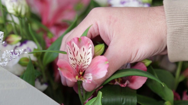 花商在花店布置新鲜的紫花苜蓿花。手的特写视频下载