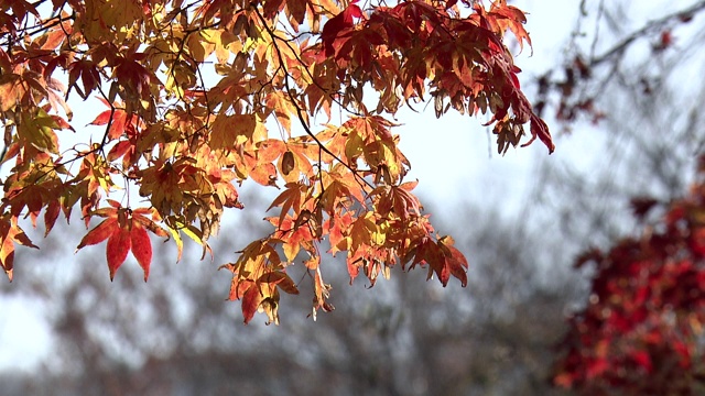 秋天的叶子是红色和黄色的视频素材