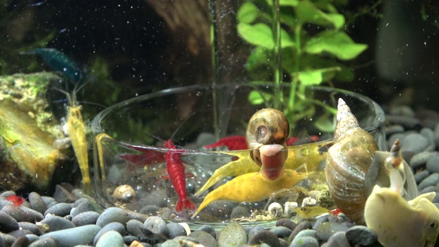 贪食虾和水蜗牛在时间流逝视频素材