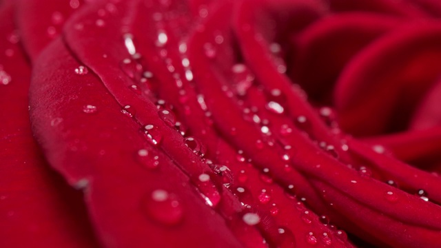 多莉微距特写拍摄美丽盛开的红玫瑰花视频素材