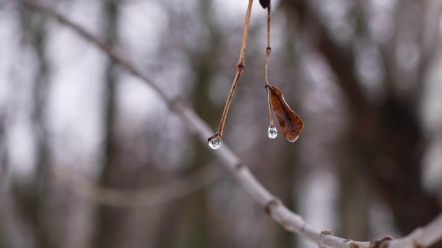水滴顺着树枝流下的特写。视频素材