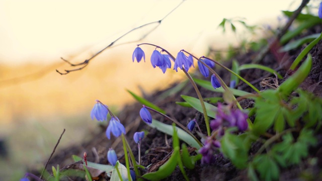 春天的报春花，灌木丛，在明亮的阳光下特写视频素材