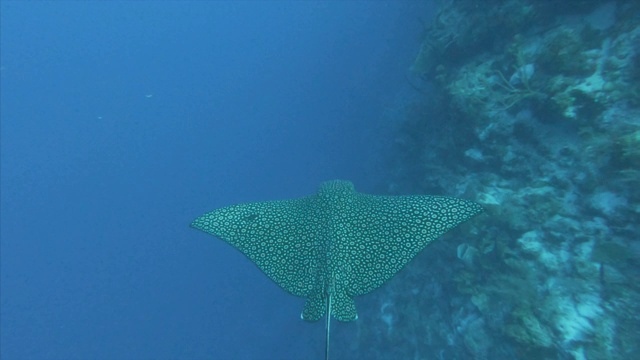 高角度视图黄貂鱼游泳在珊瑚礁在海里，Myliobatoidei移动在海洋天坑-大蓝洞，伯利兹视频下载