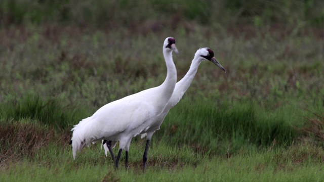 野生濒危鹤对狩猎沼泽阿兰萨斯国家野生动物保护区得克萨斯州视频下载
