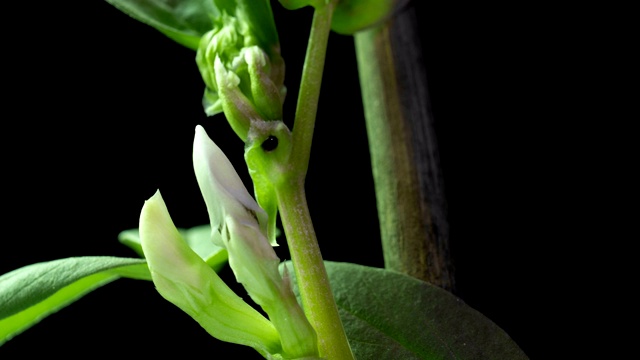 花的生长和开花的豆子时间流逝在一个黑色的背景视频素材