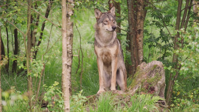 大灰狼在森林里追逐着对手和危险视频下载