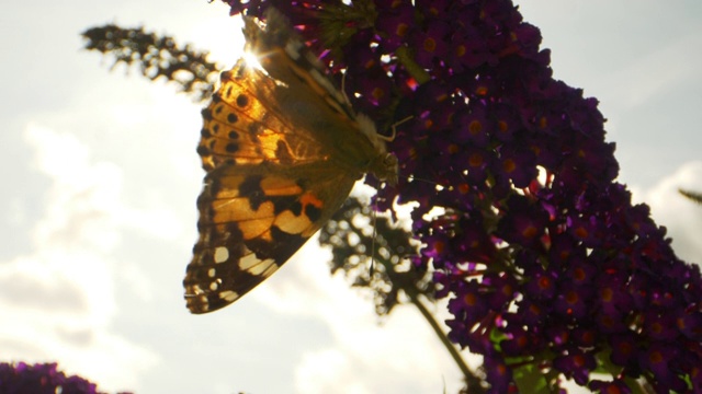 这仍然是帝王蝶在吃紫色花朵的特写镜头视频下载