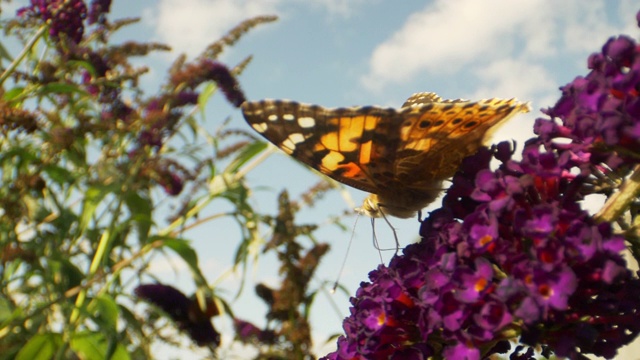 蝴蝶坐在紫色花园花上的微距镜头视频下载