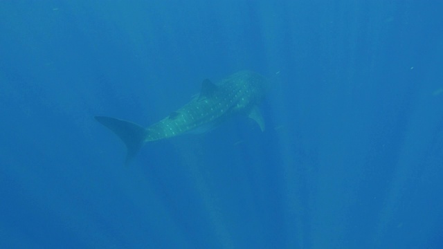 鲸鲨在阳光下游泳，印度洋，斯里兰卡。视频素材