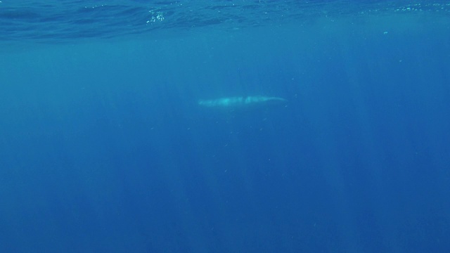 在斯里兰卡的印度洋上，布莱德的鲸鱼在镜头前游过，然后转过来看它的白色腹部。视频下载