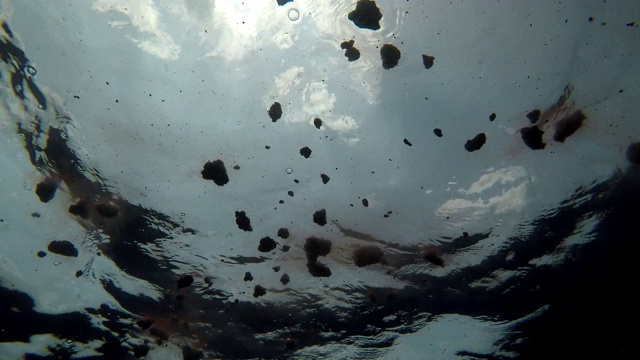 低角度的蓝鲸粪便漂浮在水面，印度洋，斯里兰卡。视频下载