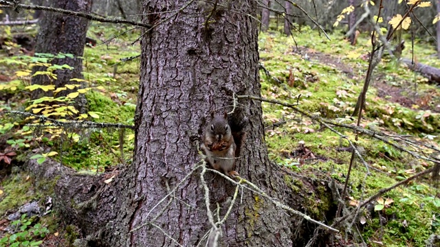 森林中，红松鼠在树枝上啃松果视频素材