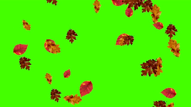 秋叶落环，绿屏色键视频素材