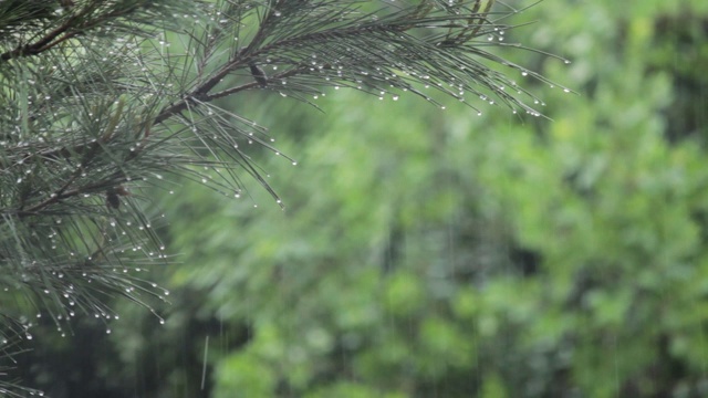 雨点落在松树上，水滴落在树叶上视频素材