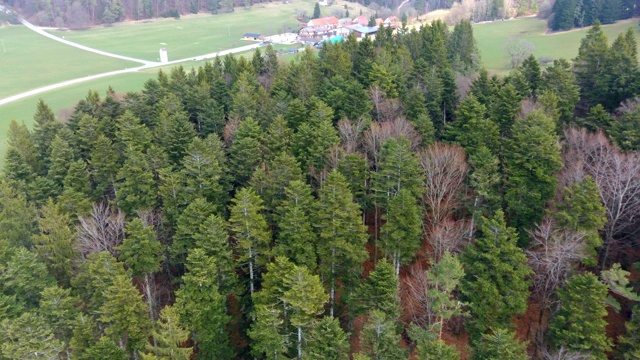 路穿过一个拐弯的森林，有高大的松树、针叶树视频下载