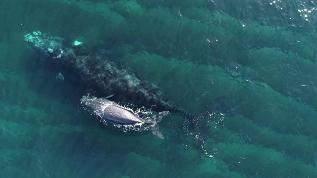近距离鸟瞰南露脊鲸和她的幼崽在浅水，新海湾，瓦尔德斯半岛，阿根廷。视频素材