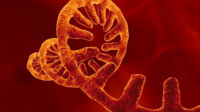 单链RNA基因组视频下载
