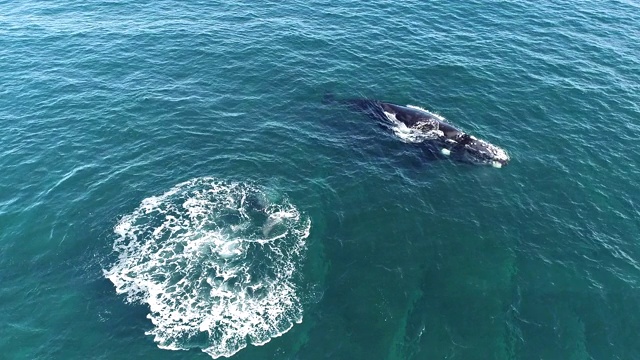 鸟瞰图的南露脊鲸幼鲸垂尾与它的母亲在背景新海湾，瓦尔德斯半岛，阿根廷。视频素材