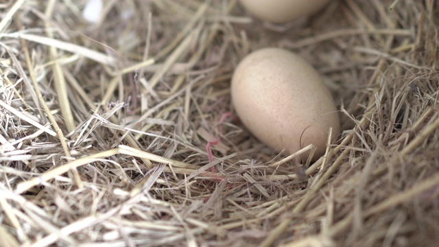 巢中的生态蛋。多莉在一个窝里打鸡蛋视频下载