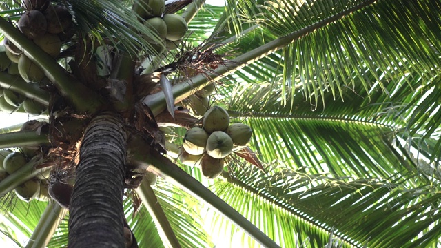 椰子树视频下载