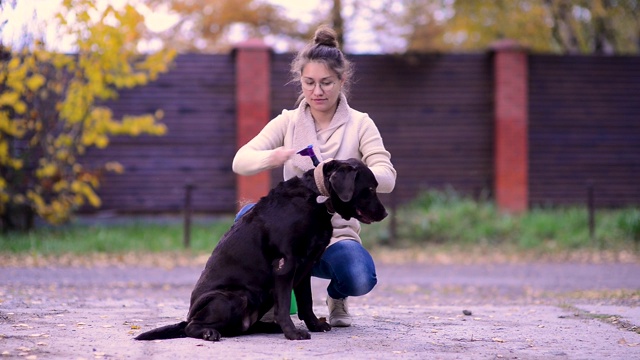 一位年轻的妇女用一种特殊的刷子梳理一只正在脱落的狗，以去除多余的毛发。视频素材