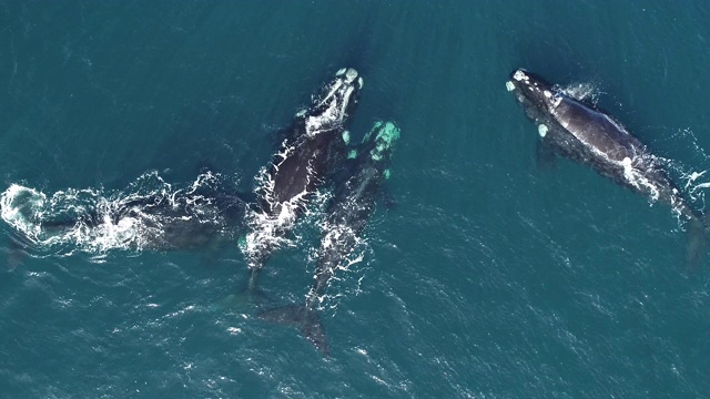 阿根廷瓦尔德斯半岛的新海湾，几头南露脊鲸在海面交配的广角鸟瞰图。视频素材