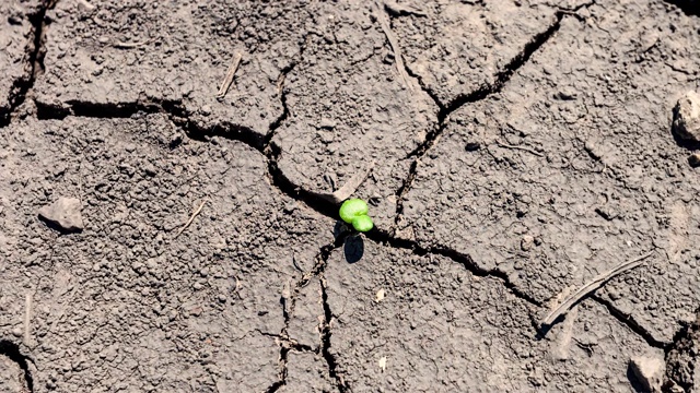 小植物生长在干旱干旱的土壤上，气候变化的概念和缺水的可持续农业。毅力和挣扎从苦难中生存视频下载