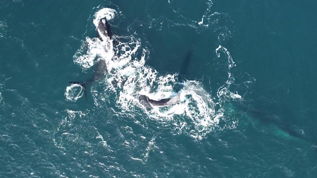 阿根廷瓦尔德斯半岛新海湾，一头大型雄性南露脊鲸试图与雌性交配时的鸟瞰图。视频素材