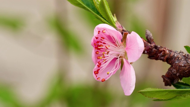 粉红桃花从半花到盛开的时间间隔镜头，4k视频，侧视图，红色雄蕊特写。视频素材