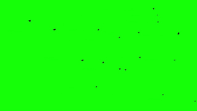 鸟群在绿色屏幕或色度键上飞行视频素材