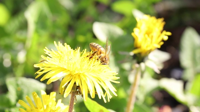 蜜蜂在蒲公英上采集花粉视频素材