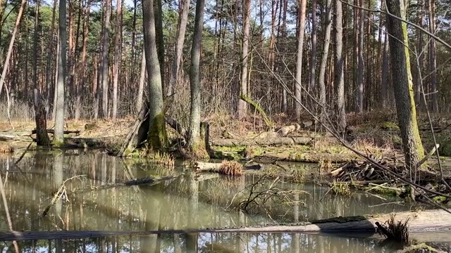 波兰森林中的沼泽视频素材