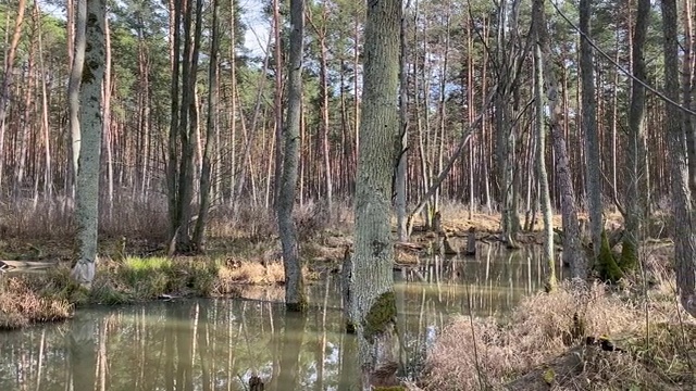 波兰森林中的沼泽视频素材