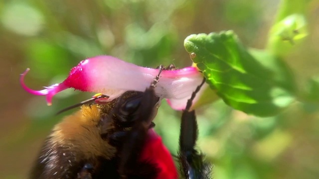 蜜蜂和花视频下载