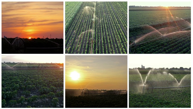 灌溉系统喷洒水在田地里的作物在日落-多屏幕视频视频素材