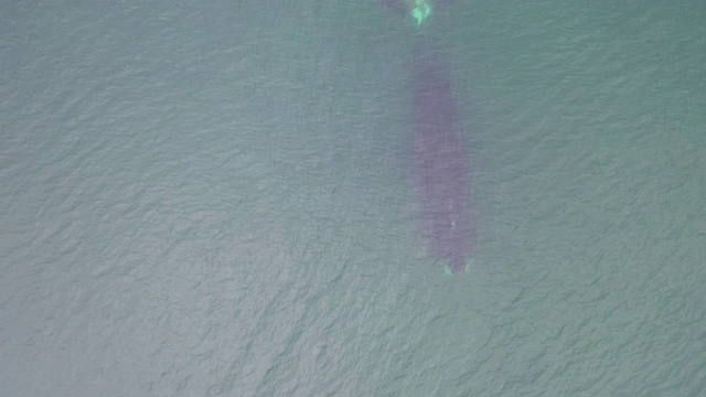 鸟瞰图的弓头鲸游泳在浅水在鄂霍次克海，俄罗斯。视频素材