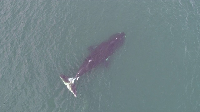 鸟瞰图的弓头鲸游泳在浅水在鄂霍次克海，俄罗斯。视频素材
