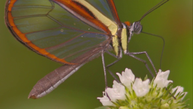 这是玻璃翼蝴蝶将探针插入小白花中吸食花蜜的特写视频下载