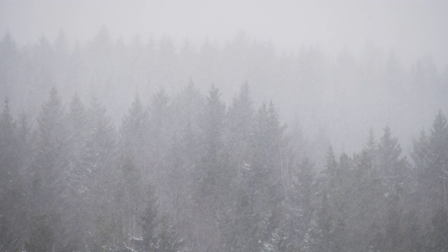 云杉树木在冬天阴天在暴风雪视频素材