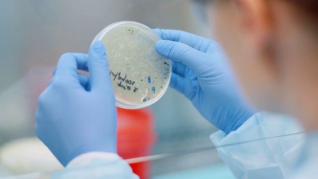 科学家在实验室观察培养皿中的细菌视频下载