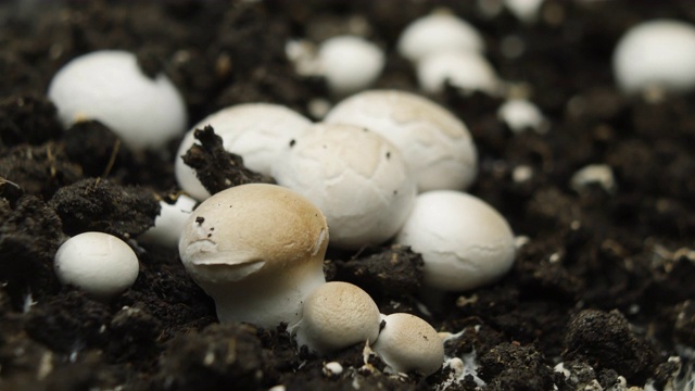 香菇生长时间长，新鲜的香菇从地面发芽。视频素材