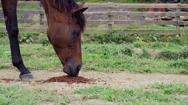 近距离拍摄的马吃纤维颗粒在一个农场的围栏内的牧场视频素材