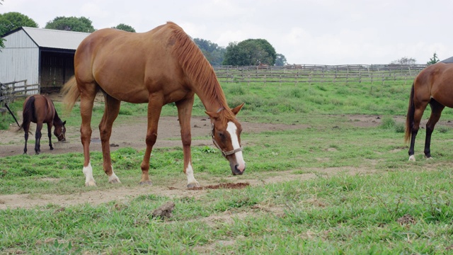 在多云的日子里，马在农场的牧场上吃草视频素材