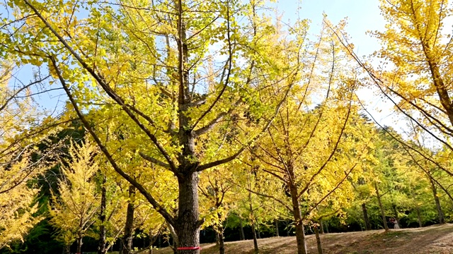 在韩国洪川蓝天下的秋日森林里，黄色的银杏视频下载