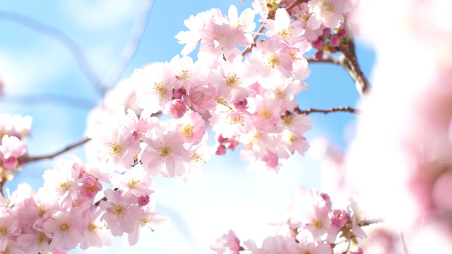 春天的樱花视频素材