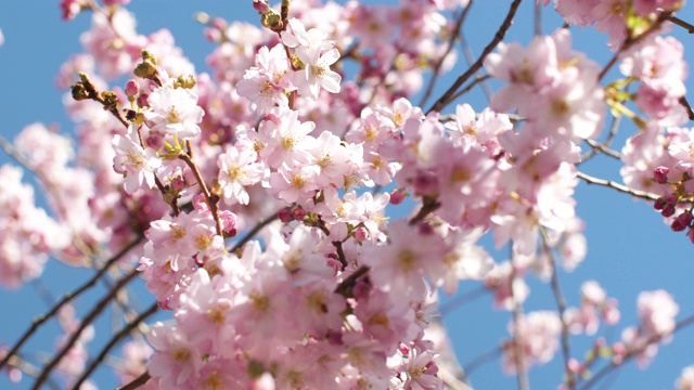 春天的樱花视频素材